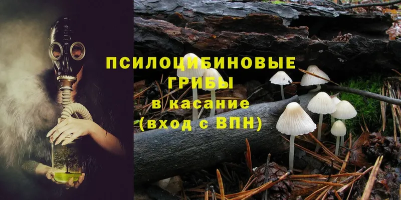 Псилоцибиновые грибы Cubensis  Ардон 